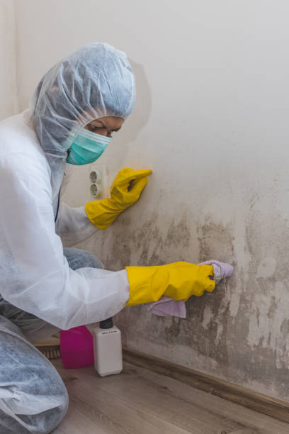 Best Post-Construction Mold Inspection  in Elkhorn, WI